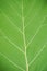 Tectona grandis leaves texture