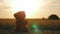 Teddy bear alone sitting on grass at sunset.