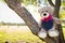 Teddy Bear announcement card with pink ribbon and blank blackboard heart sitting in fork of tree with sunlight behind