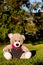Teddy Bear announcement card with pink ribbon and blank blackboard heart sitting on grass with trees in background