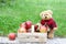 Teddy bear and basket filled with apples Outdoor Nature