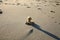 Teddy bear on the beach