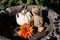 Teddy bear in bird bath with pumpkin and dahlia ready for Halloween