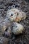 Teddy bear buried in a pile of ash
