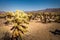 Teddy bear cactus on the  Cholla Cactus Nature Trail, Joshua Tree National Park California