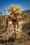 Teddy bear cactus on the  Cholla Cactus Nature Trail, Joshua Tree National Park California