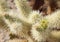 Teddy bear cactus on the  Cholla Cactus Nature Trail, Joshua Tree National Park California