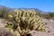 Teddy Bear cholla cactus near Vulture Peak, Wickenburg, Arizona.