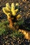 Teddy bear cholla cactus, Sonoran Desert, Arizona