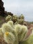 Teddy bear cholla cactuses in Organ Pipe Cactus National Monument, Arizona, USA