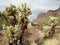 Teddy bear cholla cactuses in Organ Pipe Cactus National Monument, Arizona, USA