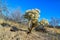 Teddy bear cholla - Cylindropuntia bigelovii, Cholla Cactus Garden at Joshua Tree National Park