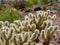 Teddy-bear cholla in Nature Discovery Trail and Rock Garden