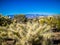 A Teddy Bear Cholla in Saguaro National Park, Arizona