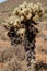 Teddy-Bear Chollas & x28;Cylindropuntia bigelovii& x29;