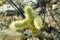 Teddy bear chollo cactus in the cliffs of arizona with natural grasses and vegetation in background with trees and rocks