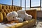 Teddy bear and couch in abandoned building