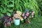 Teddy bear couple in flower pot Garden Plants and flowers