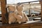 Teddy bear couple on sailboat
