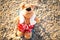 Teddy bear in a deckchair on the beach