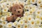 Teddy bear in flowers