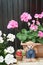 Teddy bear Fruit basket standing between Geranium flowers