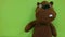 Teddy bear on green background