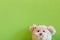 Teddy bear on green fabric background, Take a photo with a smile happy feel.