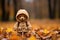 a teddy bear in a hooded jacket standing in the leaves