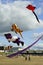 Teddy bear, lizard and sting ray Fish kites in a line