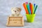 Teddy bear, markers, plaque and drawings of children\'s inventions - popsicles, Earmuffs, calculator on a gray background. Text -