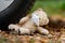 A teddy bear in a medical mask lies crushed by a car wheel