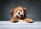 Teddy bear puppy looking at camera, while standing on sofa.