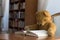 Teddy bear reads a book in the library - studying scene