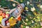 Teddy bear sits inside a wooden basket with apples on the autumn grass and a pile of yellow autumn leaves . Basket with delicious