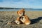 Teddy bear sitting alone on the sand on the beach - abandoned, depresion, violence or child abuse concept