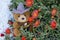 Teddy bear toy on Malephora crocea red and orange succulent ice plant