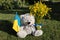 teddy bear with Ukrainian flag, bouquet of yellow buttercup flowers sits on the grass