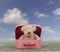 Teddy bear in a vintage carton suitcase, blue sky with clouds