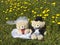 Teddy bear wedding couple on spring meadow