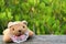 Teddy Bear on the Wooden Fence with Blurred Vibrant Green Golden Mangrove Field in Background