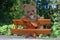 Teddy bear with wooden plane