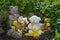 Teddy bears with many dandelion flowers