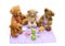 teddy bears picnic pictures