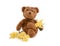 Teddy and Daffodils-Spring Concept.