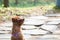 Teddy dog watching a flying dragonfly