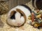 Teddy Guinea Pig on wood shavings with toys