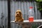 Teddy puppy on a bench with bottle of limonade