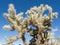 Teddybear Cholla cactus Cylindropuntia bigelovii