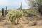 Teddybear Cholla Cactus in the Sonoran Desert